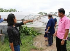 พิจิตรหนุ่มเกษตรลูกแม่โจ้น้ำตาซึมหมดตัวเจอฤทธิ์พายุฤดูร้อนพัดกระหน่ำพืชผลการเกษตรเสียหายยับเยิน (ชมคลิปคลิกๆ )